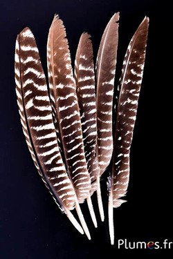 Tacchino bronzo - 23-28 cm - nero-bianco naturale